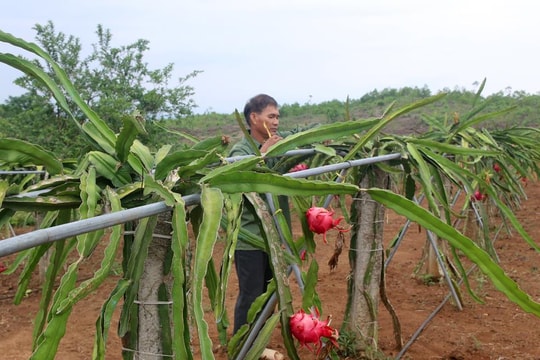 Lão nông vùng đất đồi Nghệ An thu hàng trăm triệu đồng mỗi năm từ thanh long ruột đỏ 
