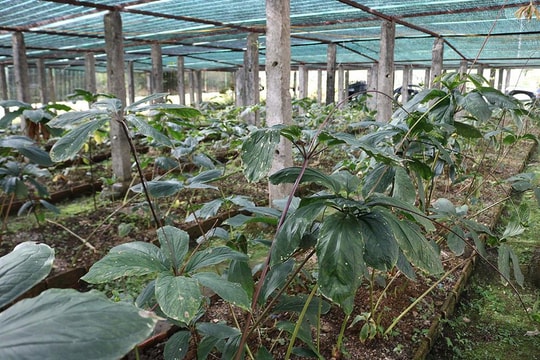 Bảo tồn các nguồn gen thảo dược và nhân sâm quý ở Nghệ An