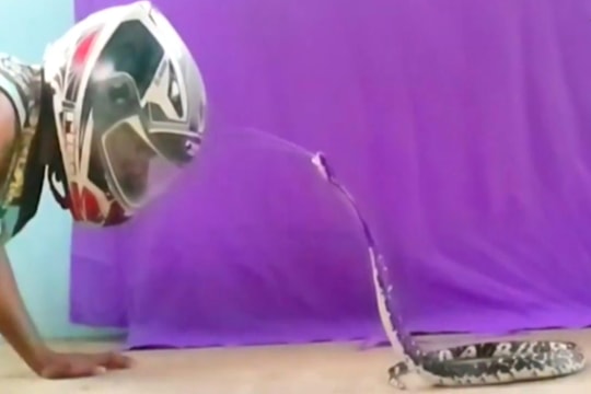 Hổ mang rướn mình phun nọc độc vào mặt người