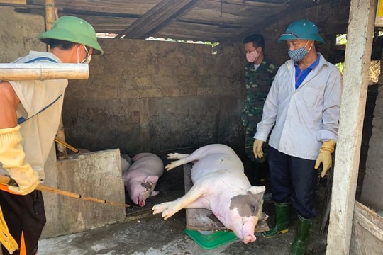 Dịch tả lợn Châu phi diễn biến phức tạp ở thành phố Vinh 