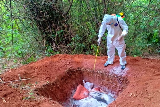 Nghệ An: 6 huyện hết dịch tả lợn châu Phi