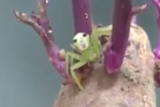 Video nhện mặt người nấp trong củ khoai khiến hàng ngàn người xem hoảng sợ