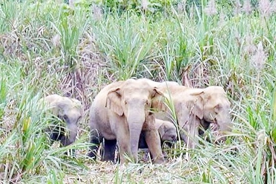 Dự kiến chi 18,7 tỷ đồng để bảo vệ khẩn cấp đàn voi Nghệ An