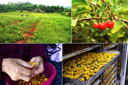 Hướng đi nào cho phát triển dược liệu ở Nghệ An?