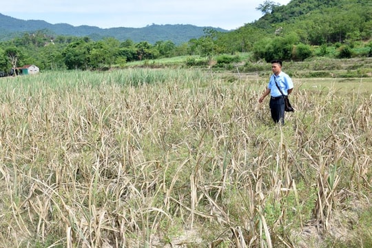 Công ty CP Mía đường Sông Con: Thiệt hại nặng nề do mía khô cháy