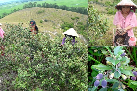 Đại hạn, cháy rừng, người dân Nghệ An thất thu mùa sim