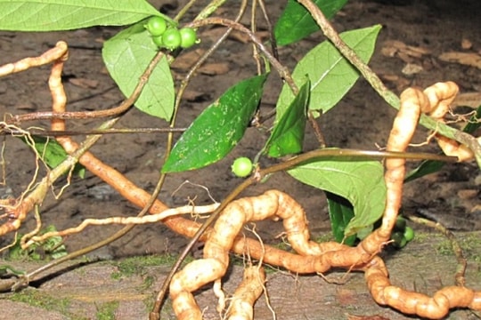 Hai loại cây vị thuốc có tác dụng bổ thận tráng dương