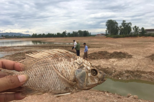 Nghệ An: Hạn hán khốc liệt, cá chết khô như sấy, nông dân cắt lúa cho trâu ăn 