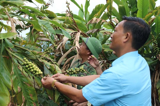 Hàng tấn quả dược liệu ở vùng cao Nghệ An chờ thương lái 'giải cứu'