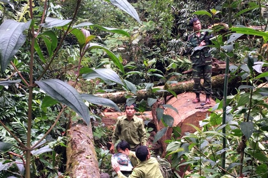 2 thanh niên Lào sang Nghệ An khai thác gỗ trái phép, dùng dao chống trả lực lượng chức năng