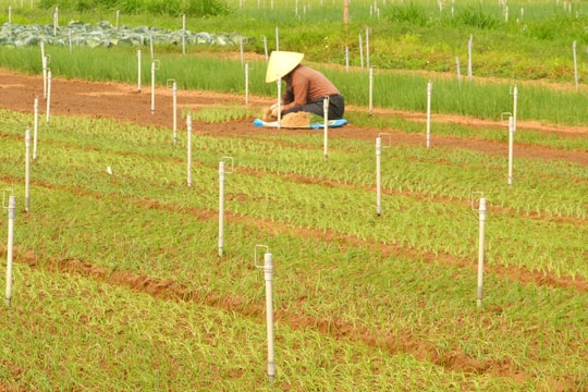 Nắng nóng kéo dài, thị trường rau xanh Nghệ An khan hàng, đội giá