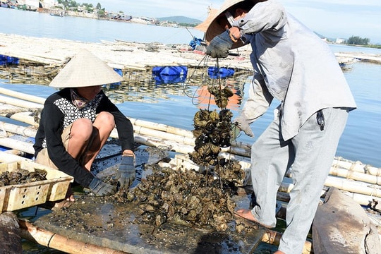 Nông dân Nghệ An thu hoạch con hàu biển lãi ngót trăm triệu/hộ