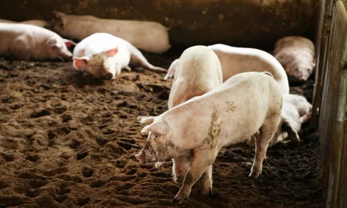 Giá lợn dự báo tăng mạnh vào nửa cuối năm