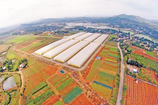 'Rào cản' trong tập trung, tích tụ ruộng đất