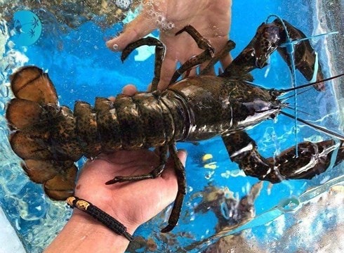 Giật mình tôm hùm Alaska nhập về Việt Nam rẻ hơn tôm đồng