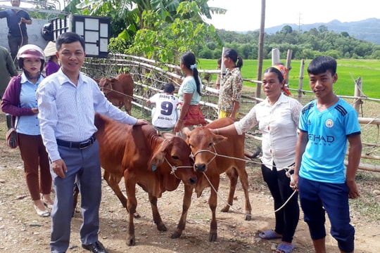 Trao bê giống cho các hộ nghèo người Đan Lai ở Con Cuông 