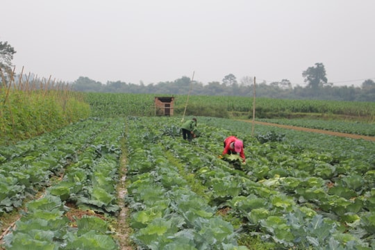 Nghệ An đưa một số cây trồng mới vào sản xuất trong vụ đông 2019