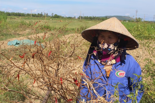 Ớt cay chết khô, lúa nghẽn đòng phải cắt cho trâu ăn vì nắng hạn