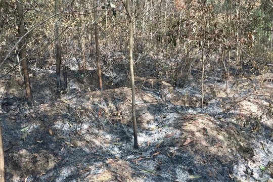 Nam thanh niên 3 lần đốt hơn 8.000m2 rừng để 'trả thù' ở Nghệ An