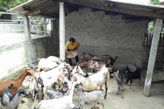  Nhiều mô hình giáo dân làm kinh tế giỏi ở Anh Sơn