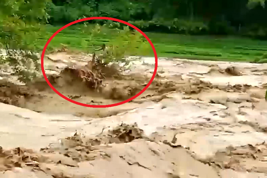 Người đàn ông may mắn thoát chết khi bám được vào ngọn cây giữa dòng lũ kinh hoàng