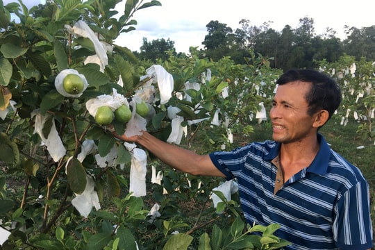 Nông dân Đô Lương thu nhập cao từ ổi lê Đài Loan trồng trên đất xấu