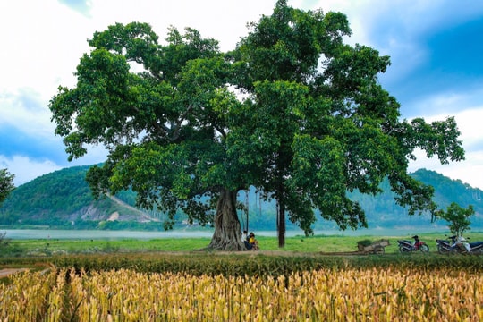 Cuốn hút sắc màu đồng ngô mùa thu hoạch