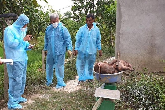 Nam Đàn tái bùng phát dịch tả lợn sau 40 ngày công bố hết dịch