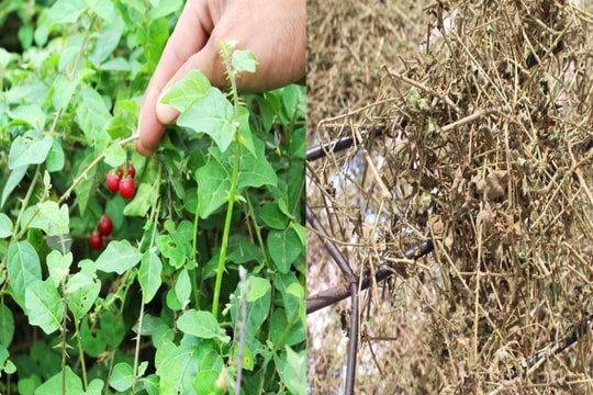 Nông dân Nghệ An dùng thảo dược phòng bệnh cho tôm