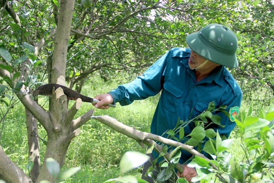 Nghệ An: Vùng cam Vinh phá bỏ gần 500 ha do sâu bệnh và nắng hạn