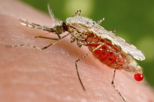 Nhóm máu 'ngon nhất' đối với muỗi