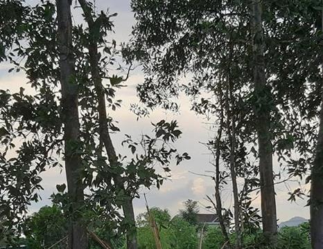 Nghệ An: Sét đánh nát tươm cây tràm, người đàn ông cắt cỏ bất tỉnh