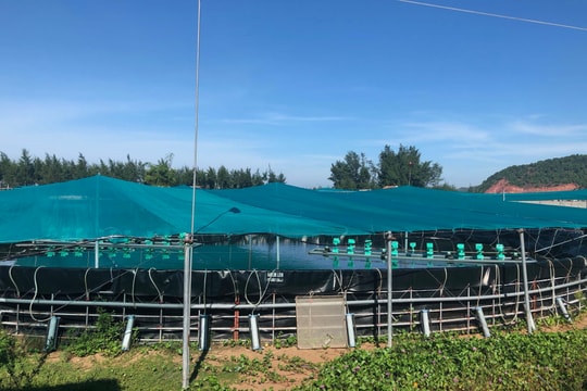 Nuôi tôm siêu thâm canh bể tròn nổi 'có một không hai' ở xứ Nghệ 