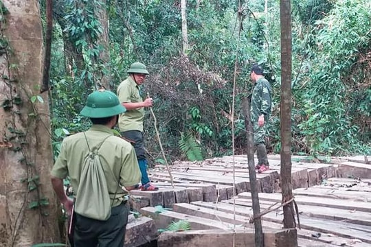 Nghệ An: Xác minh, làm rõ vụ việc rừng nguyên sinh Vườn Quốc gia Pù Mát bị xâm hại