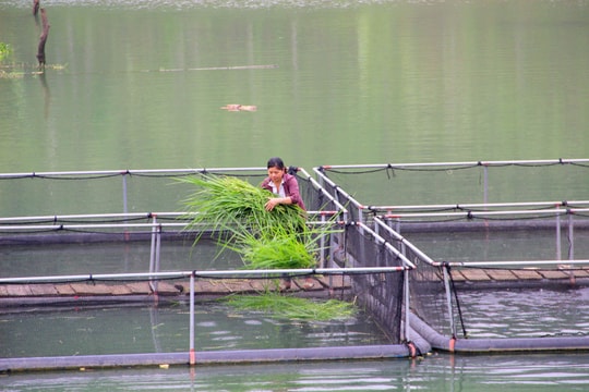 Nghệ An: 7 tháng đầu năm sản lượng nuôi trồng thủy sản tăng gần 10.400 tấn