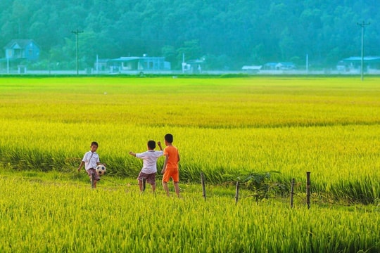 Ngắm đồng quê mơ mộng niềm vui ngày hè của tuổi thơ