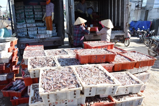 Ngư dân thị xã Hoàng Mai vươn khơi 'trúng' đậm cá trỏng