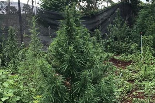 Liều lĩnh trồng cần sa trong quán karaoke