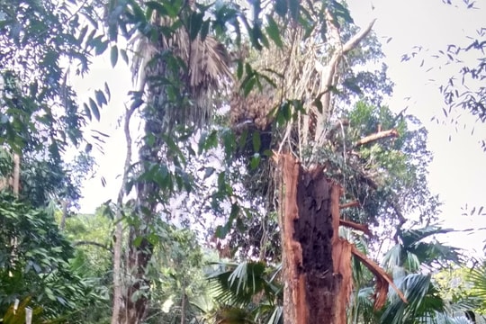 Vụ vườn Quốc gia Pù Mát bị xâm hại: Do người dân vào rừng lấy phong lan?