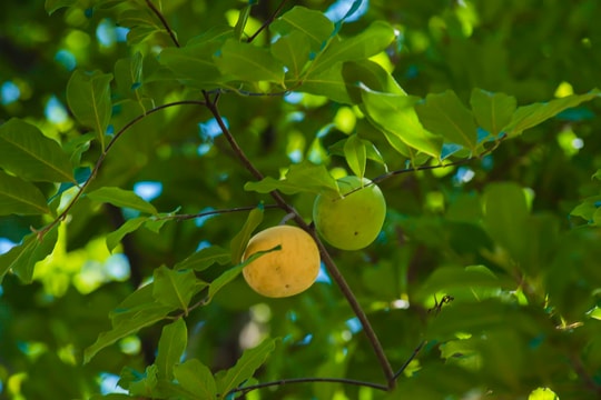 Mùa quả chín thơm trên cây thị di sản 200 năm tuổi ở Nghệ An