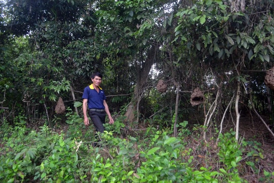 Ông nông dân người Thái liều lĩnh sống cùng 200 tổ ong 'hung thần'