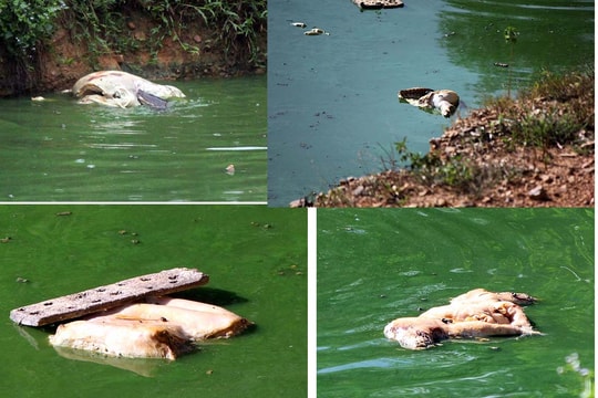 Nhiều xác lợn thối nổi trên ao của một trang trại chăn nuôi ở Nghĩa Đàn 