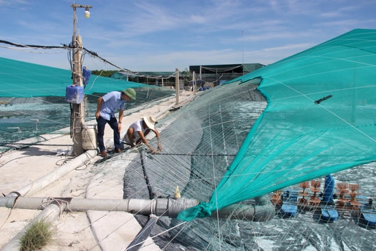 Ứng dụng khoa học kỹ thuật vào sản xuất: Nhiều vướng mắc cần tháo gỡ