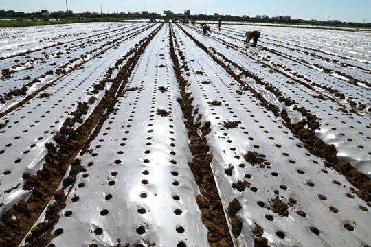 Diễn Châu sản xuất vụ đông sớm nhất ở Nghệ An