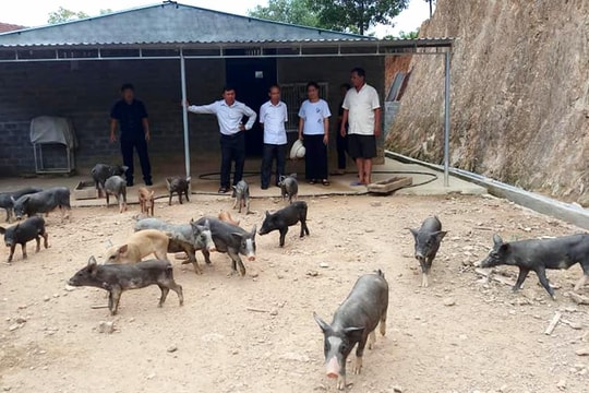 Hỗ trợ đồng bào lưu giữ, phát triển Gen lợn đen đặc sản 