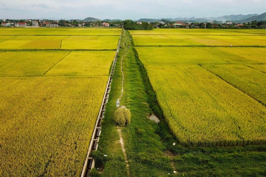 Náo nức mùa vàng trên quê Bác