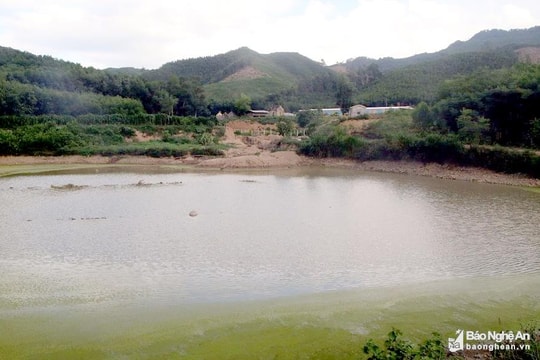 Vụ việc vứt lợn chết xuống ao cá, chủ trang trại ở Nghệ An thừa nhận hành vi