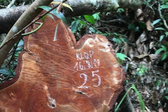 Vụ bắt 8 lâm tặc ở Quế Phong: Tính chất nghiêm trọng, có tình tiết phức tạp