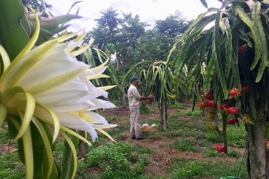 Bí kíp trồng thanh long ruột đỏ có hàng trăm triệu mỗi năm của lão nông Nghệ An 