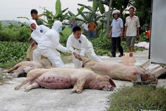 Nghệ An: Tiêu hủy trên 13 nghìn con lợn bị dịch tả lợn châu Phi